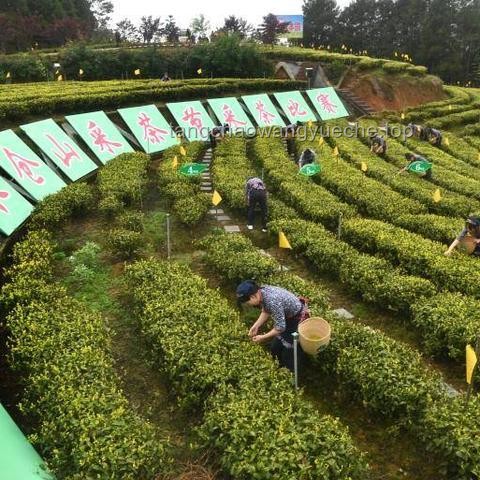 《锦绣芳华》剧与芳华茶叶的对比分析